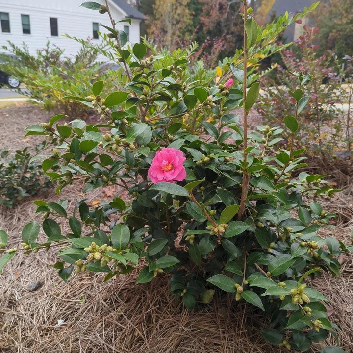 Camellia Winter&