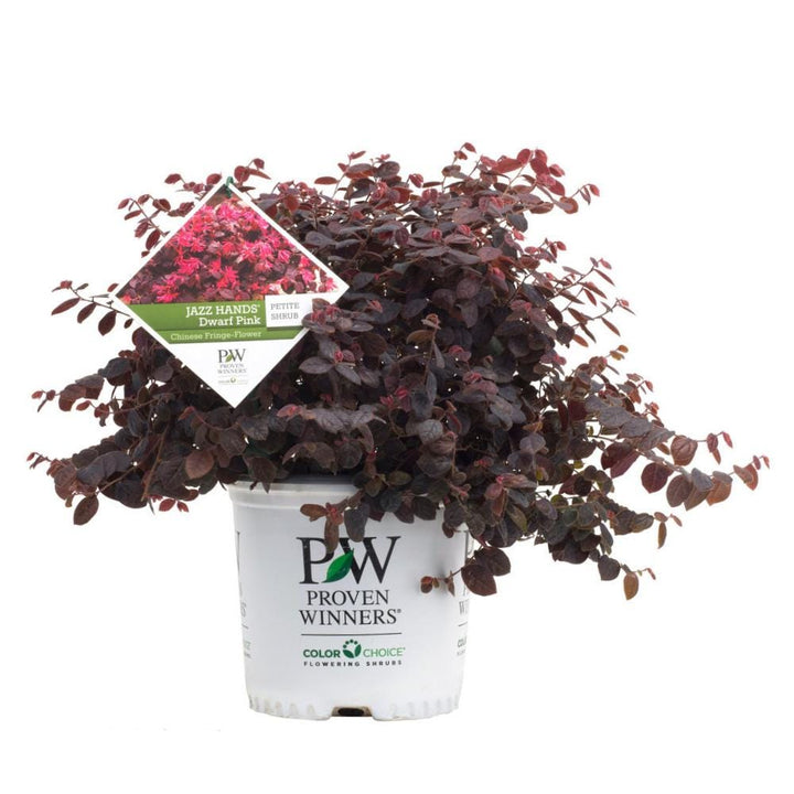 Loropetalum Jazz Hands® Pink bush with vibrant pink foliage, lush green leaves, and a compact growth habit.
