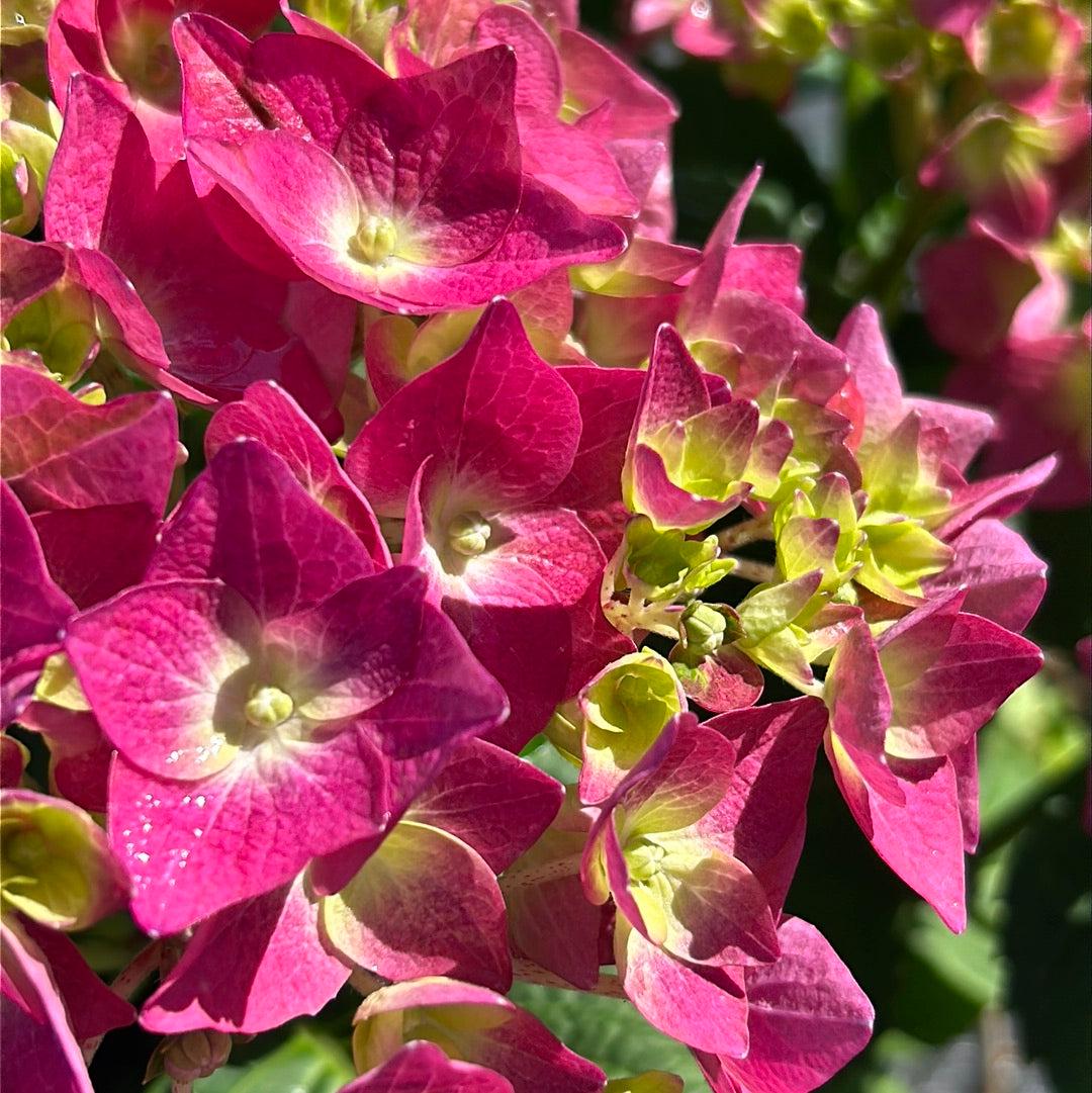 Hydrangea Summer Crush® bush with vibrant pink and purple flowers, lush green foliage, and full blooms, by GoBuyPlants®.