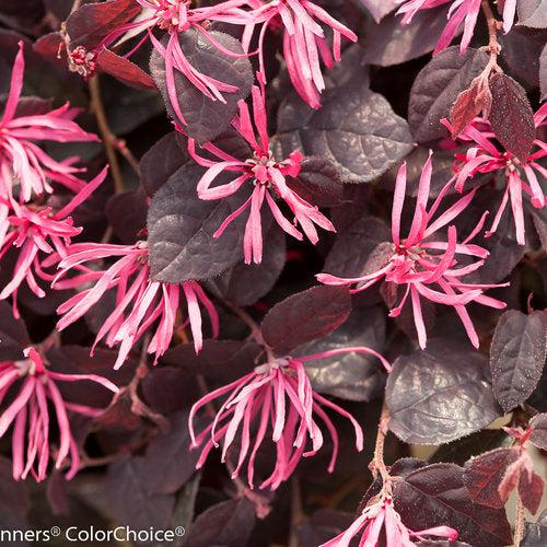 Loropetalum Jazz Hands® Pink bush with vibrant pink foliage, showcasing its dense, decorative shrub growth.