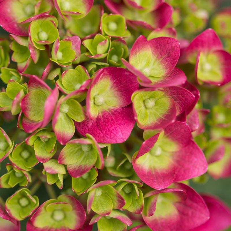 Hydrangea Summer Crush® bush with vibrant pink blossoms, lush green foliage, and full flowering display.