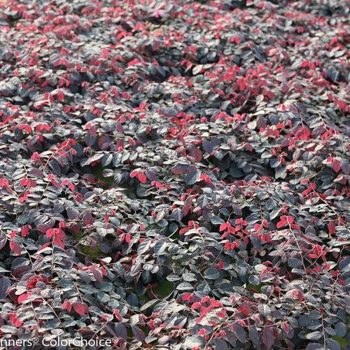 Pink Loropetalum Jazz Hands® bush with vibrant pink foliage, full shrub in a garden setting.