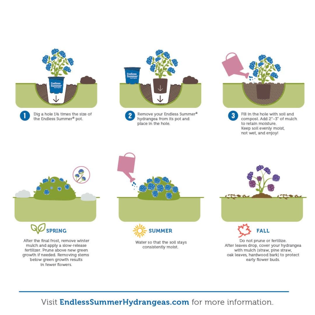 Hydrangea Bloomstruck® shrub with vibrant pink and blue blooms, lush green foliage, and bushy growth in a garden setting.