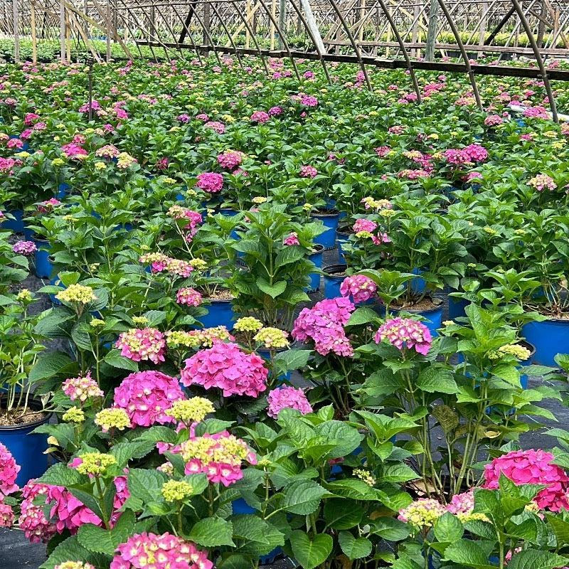 Hydrangea Summer Crush® bush with vibrant, lush blue flowers and green foliage, perfect for gardens and landscape planting.