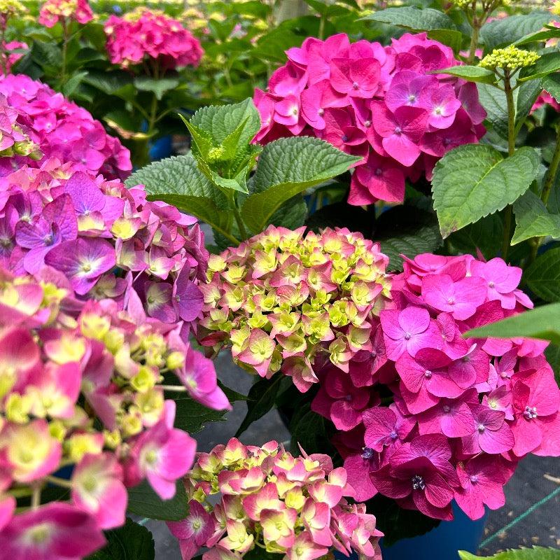 Hydrangea Summer Crush® bush with vibrant pink and purple flowers, lush green foliage, in a garden setting.