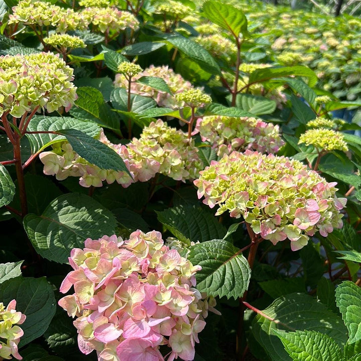 Hydrangea Bloomstruck® bush by GoBuyPlants® with vibrant pink and purple flowers, lush green foliage, ideal for garden landscaping.