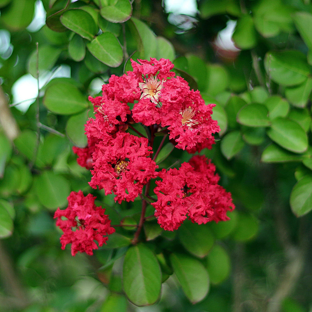 Red Crape Myrtle Ruffled Red Magic™ bush with vibrant ruffled blossoms, showcasing lush green foliage.