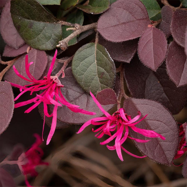 Loropetalum Crimson Fire™ bush with vibrant crimson-red foliage and dark branches, showcasing its lush, decorative appearance.