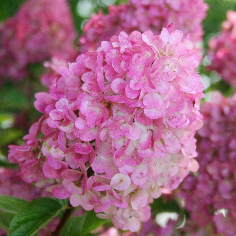 Hydrangea p. Strawberry Sundae® shrub with lush green foliage and clusters of pink and white flowers, vibrant and healthy.