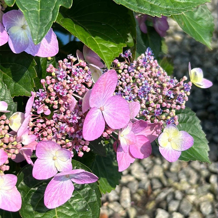 Endless Summer® Pop Star® hydrangea bush with large white flowers and lush green foliage, planted in a garden setting.
