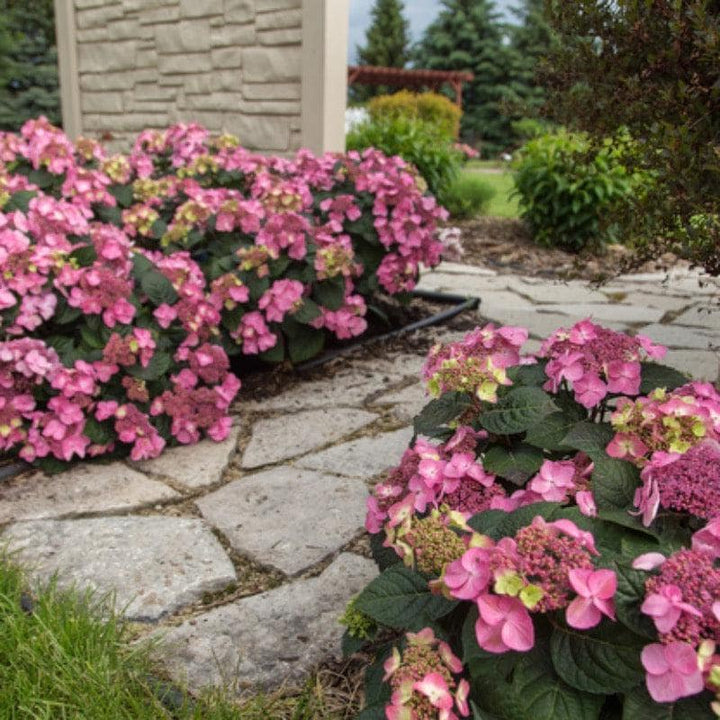 Hydrangea Endless Summer® Pop Star® bush, showcasing vibrant white and pink flowers with lush green foliage, by GoBuyPlants®.