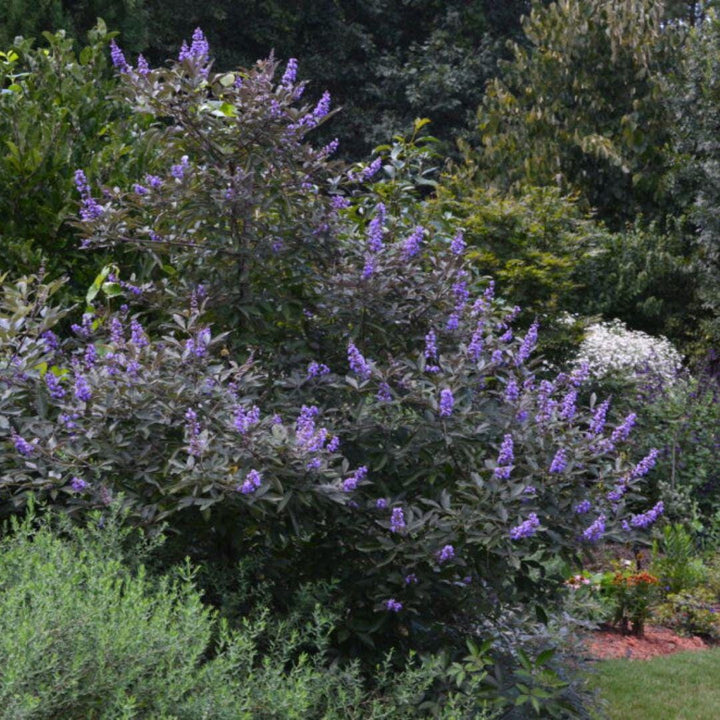 GoBuyPlants® Vitex Flip Side® bush, lush green foliage with multiple stems, ideal for landscaping and garden decoration.