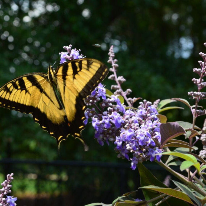 Vitex Flip Side® bush from GoBuyPlants® featuring lush green foliage and vibrant flowers, ideal for garden landscaping.