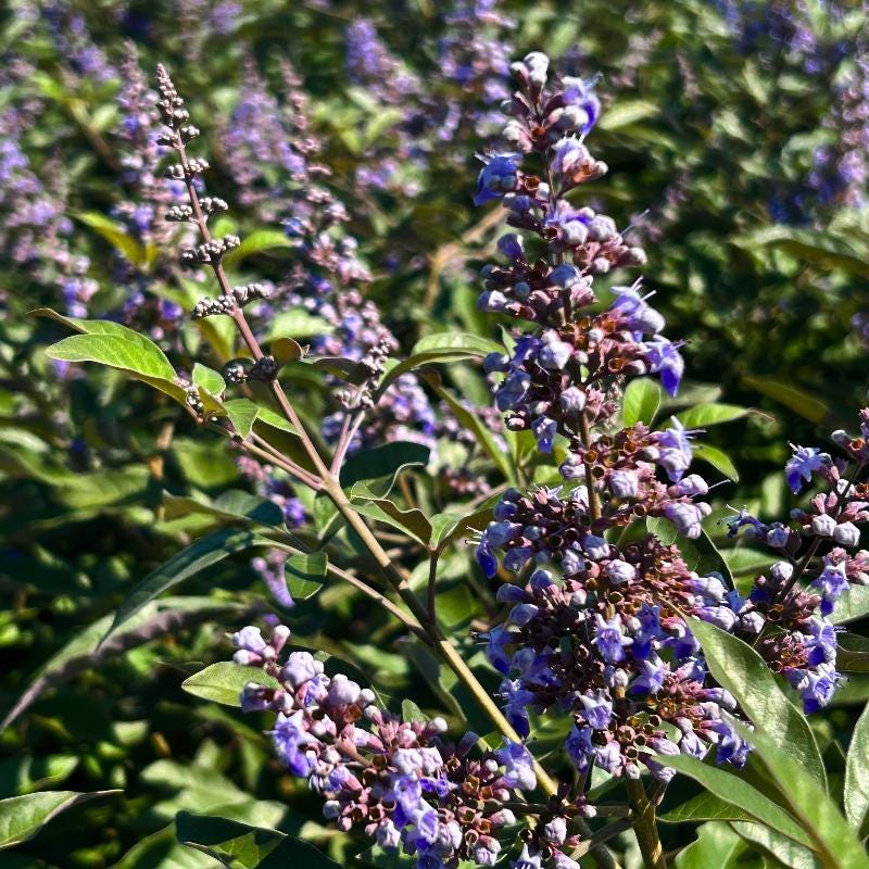 GoBuyPlants® Vitex Flip Side® bush, lush green foliage, showcasing its compact growth and vibrant leaves.