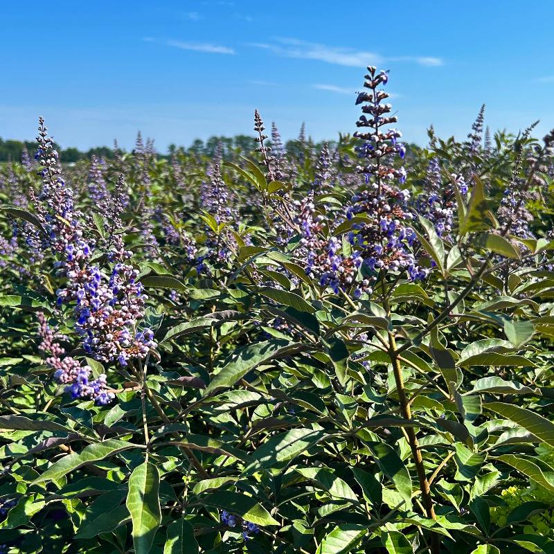 GoBuyPlants Vitex Flip Side® bush showing lush green foliage and flowering branches in a natural garden setting.