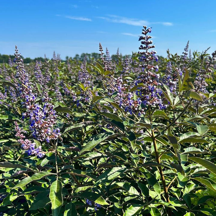 GoBuyPlants Vitex Flip Side® bush showing lush green foliage and flowering branches in a natural garden setting.