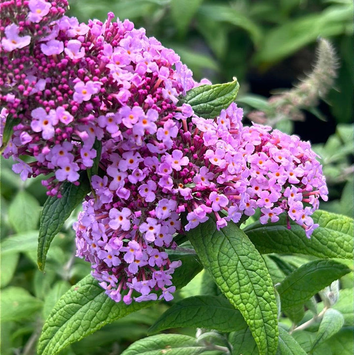 Pink Delight Buddleia bush by GoBuyPlants® with vibrant pink flowers and green foliage, perfect for attracting butterflies.