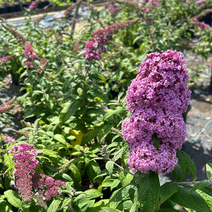 Pink Delight Buddleia bush by GoBuyPlants® with vibrant pink flowers and green foliage, perfect for attracting butterflies.