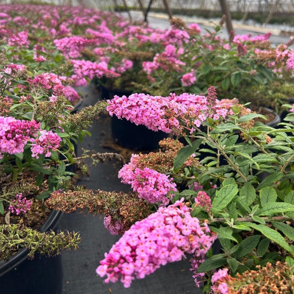 Pink Delight Buddleia bush by GoBuyPlants® with vibrant pink flowers and lush green foliage, ideal for attracting butterflies.