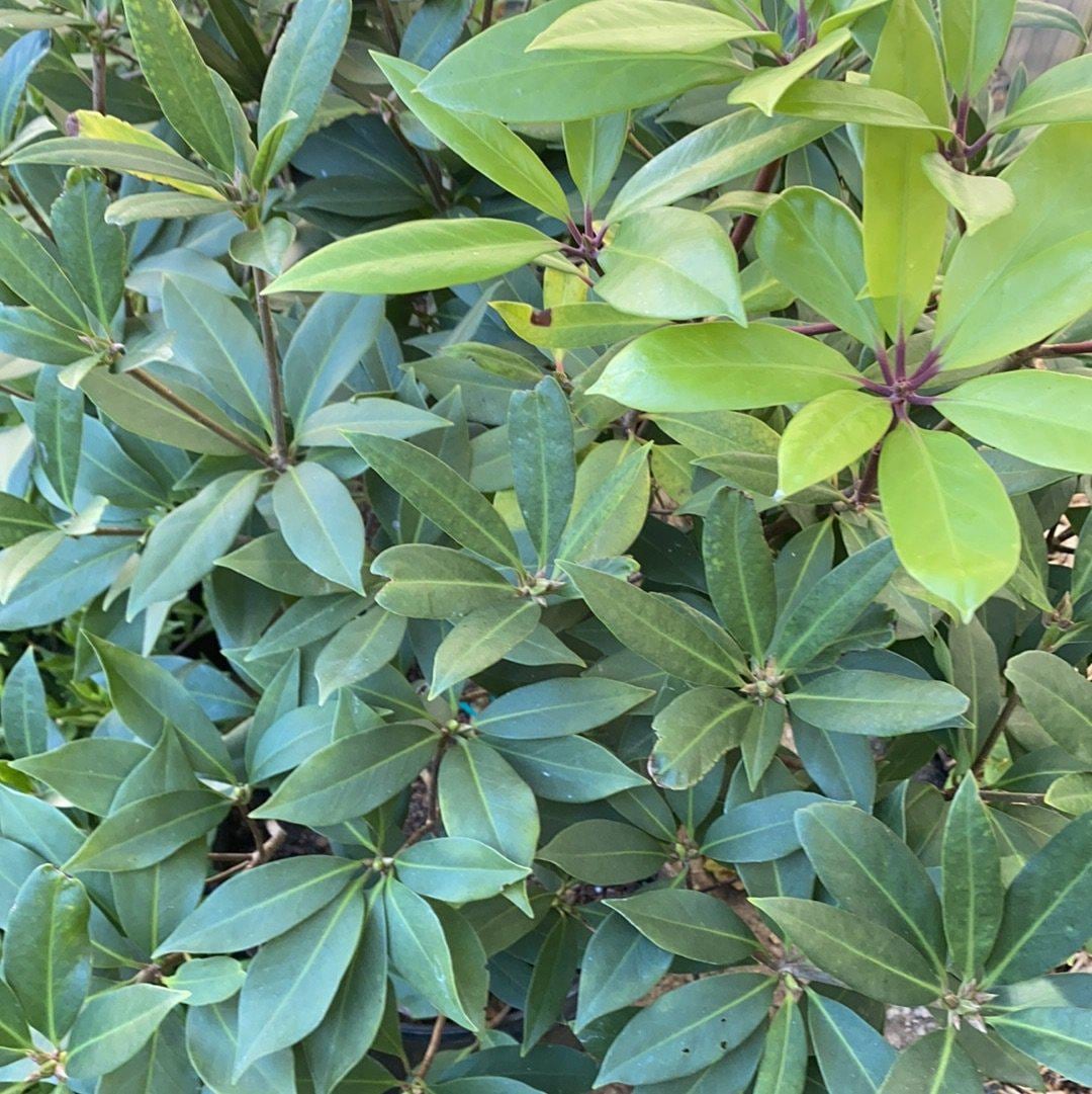 GoBuyPlants® Illicium Anise bush with dark green, aromatic leaves and star-shaped flowers in a lush garden setting.