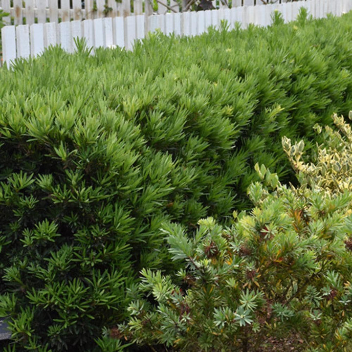 Close-up of a Podocarpus Pringles Dwarf bush from GoBuyPlants®, showing dense green foliage and compact growth.