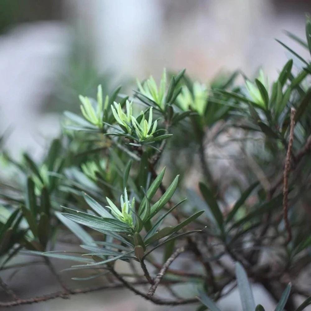 Dwarf Podocarpus Pringles shrub by GoBuyPlants® with lush green foliage, ideal for landscape or garden decoration.