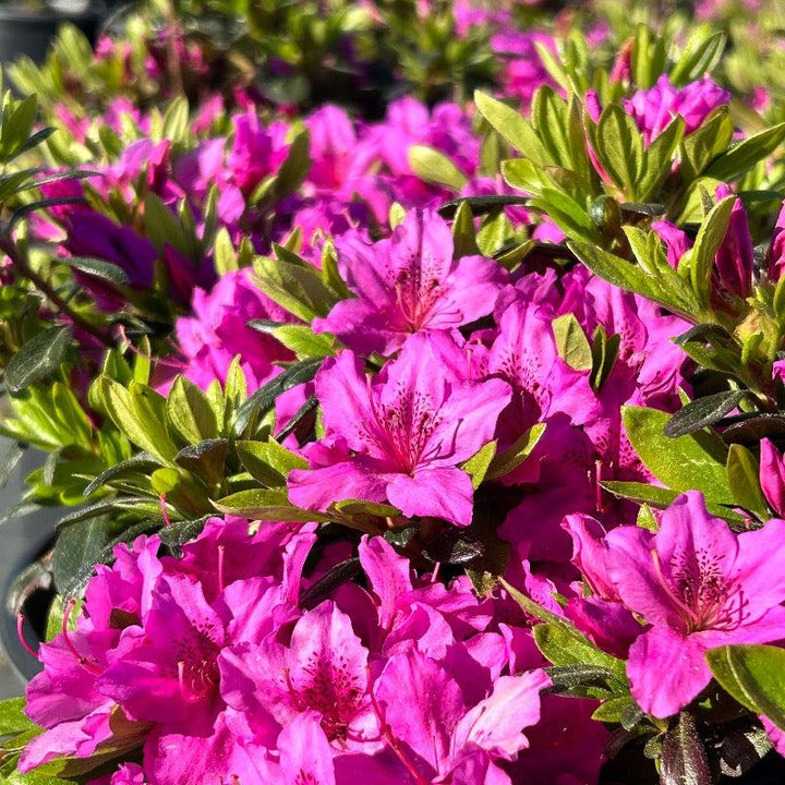Azalea Karen bush from GoBuyPlants® with vibrant pink flowers and lush green foliage, ideal for garden landscaping.