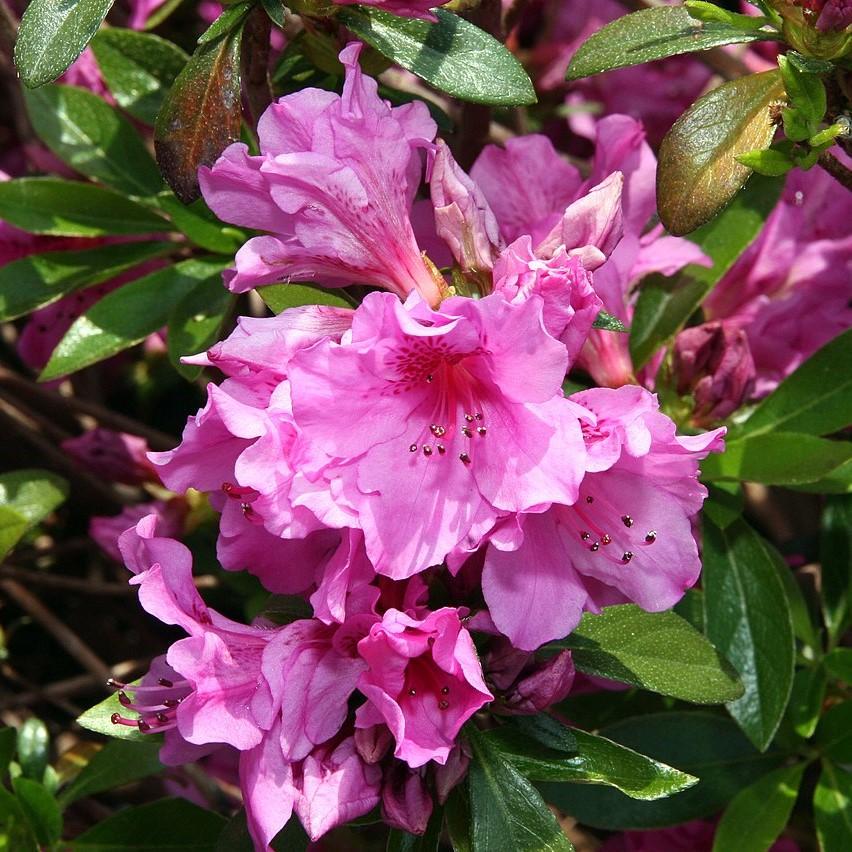 Azalea Karen bush from GoBuyPlants® with vibrant pink flowers and lush green foliage, perfect for garden decorative planting.