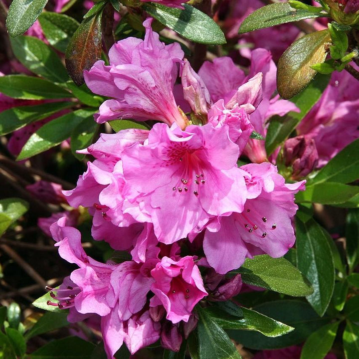 Azalea Karen bush from GoBuyPlants® with vibrant pink flowers and lush green foliage, perfect for garden decorative planting.