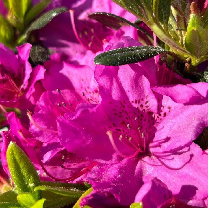 Azalea Karen bush from GoBuyPlants® with vibrant green leaves and colorful pink flowers, ideal for garden decoration.