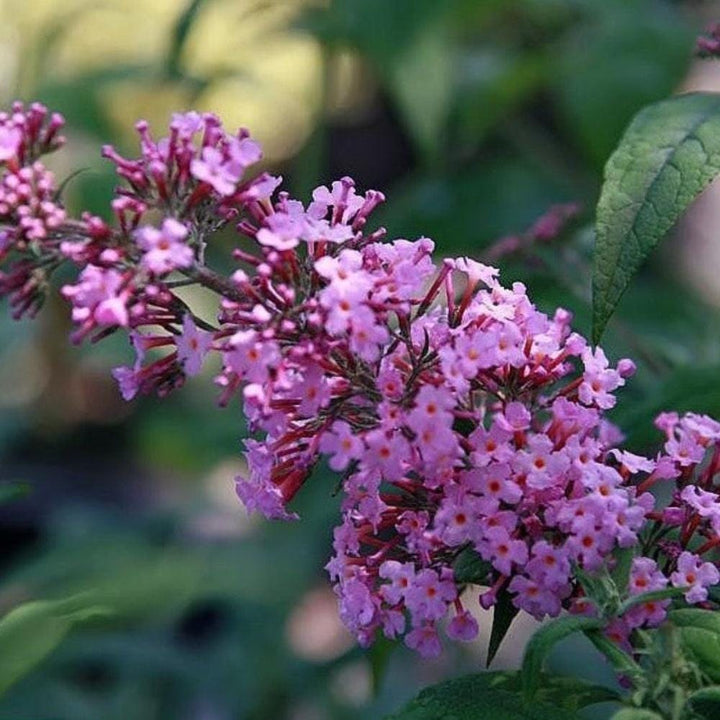 Pink Delight Buddleia bush by GoBuyPlants® with vibrant pink flowers and lush green foliage, perfect for attracting butterflies.