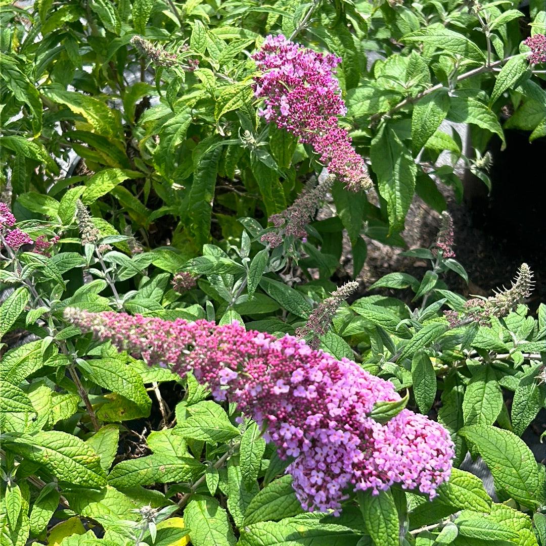 Pink Delight Buddleia bush by GoBuyPlants® showing vibrant pink flowers and lush green foliage.