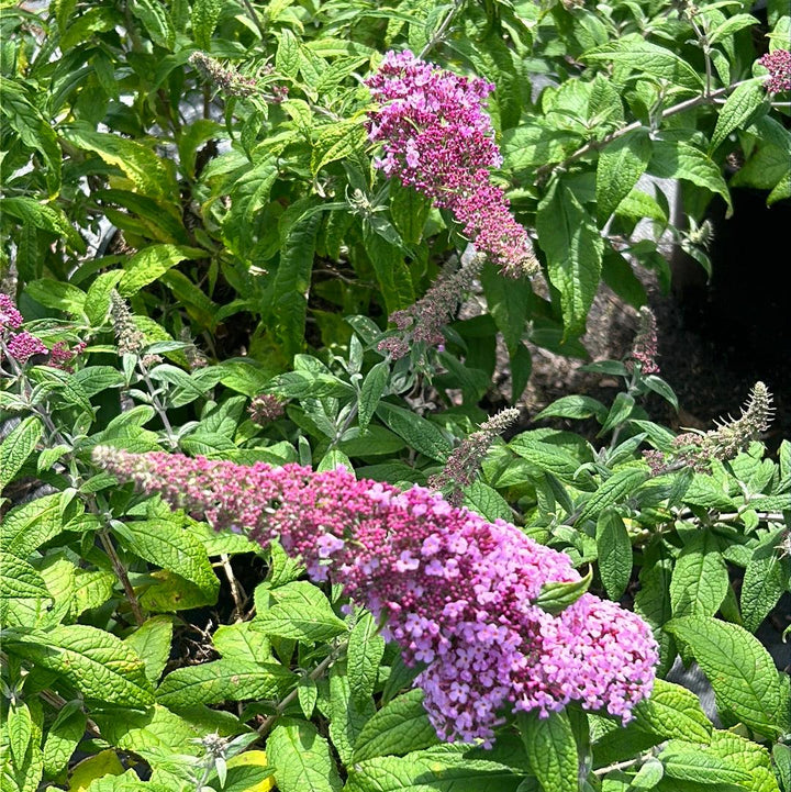 Pink Delight Buddleia bush by GoBuyPlants® showing vibrant pink flowers and lush green foliage.