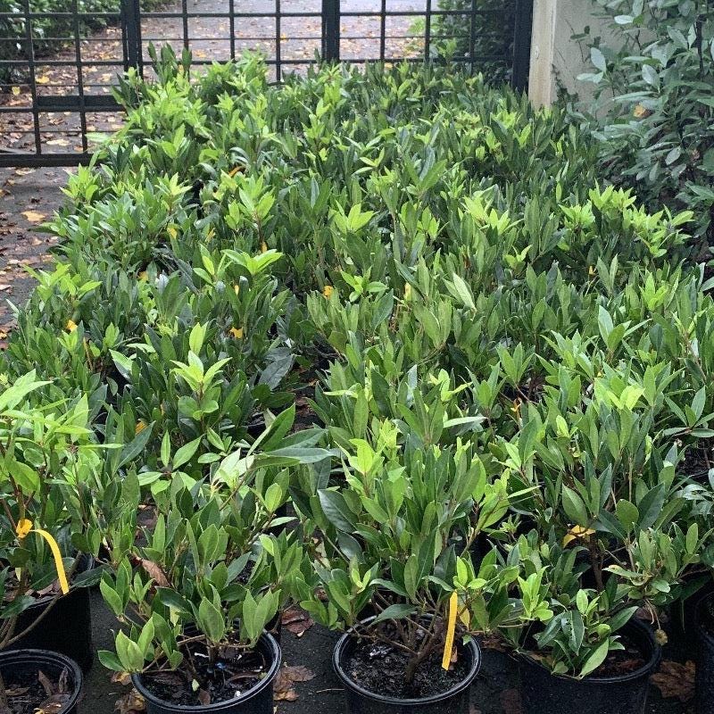 Illicium Anise shrub from GoBuyPlants® with star-shaped leaves and fragrant anise-scented branches.