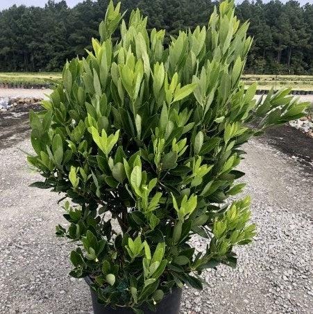 GoBuyPlants® Illicium Anise bush with green leaves and star-shaped flowers, decorative shrub for garden landscapes.
