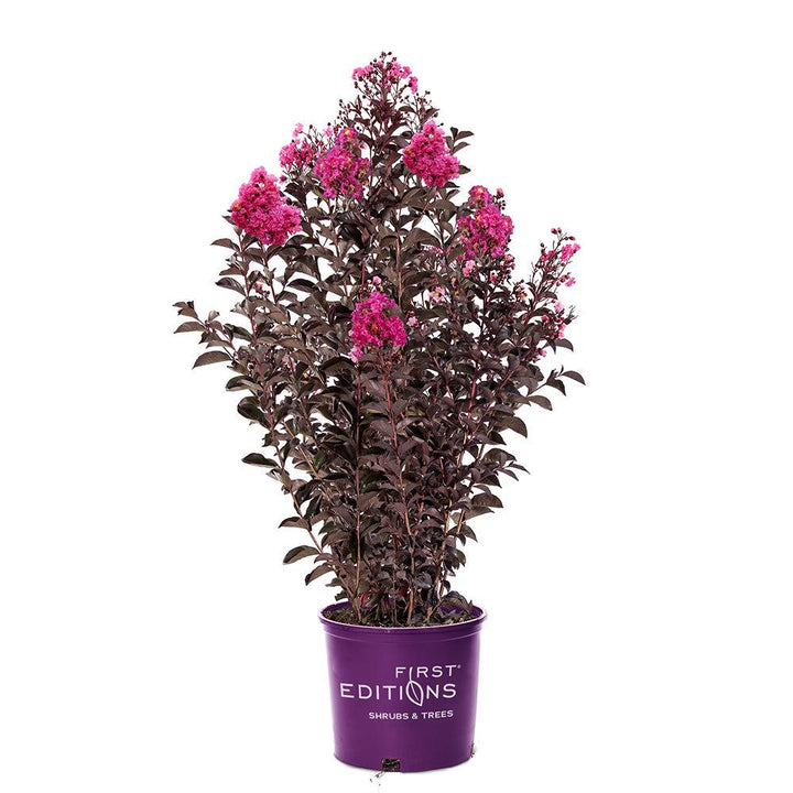 Crape Myrtle Twilight Magic™ bush with vibrant purple flowers and lush green foliage, blooming in a garden setting.