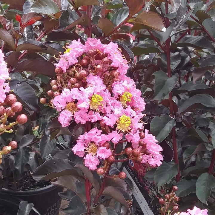 Crape Myrtle Twilight Magic™ bush with vibrant pink and purple flowers, lush green foliage, and a sturdy woody stem.