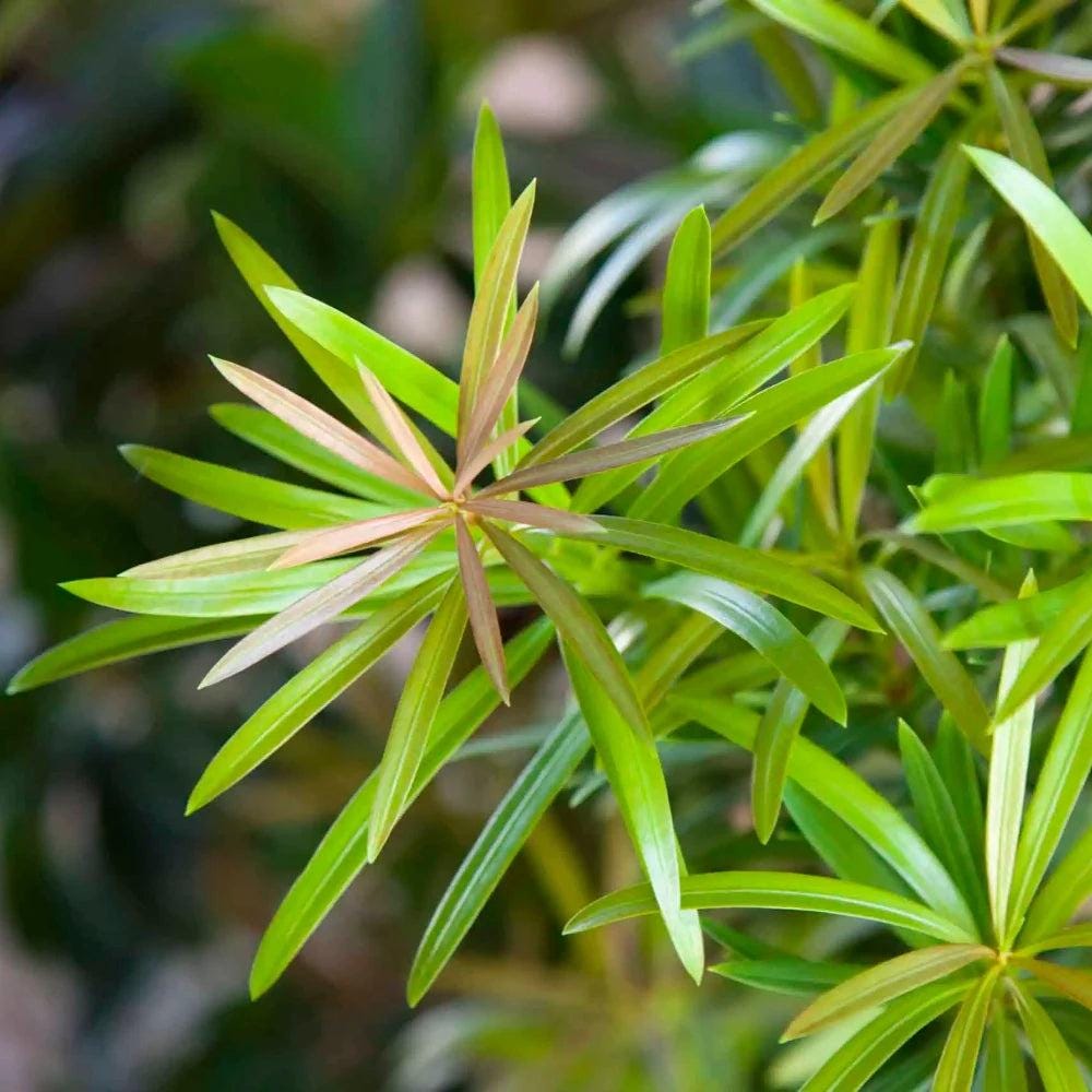 Podocarpus Mood Ring bush, lush green foliage, dense shrub, decorative plant from GoBuyPlants® for garden or landscape use.