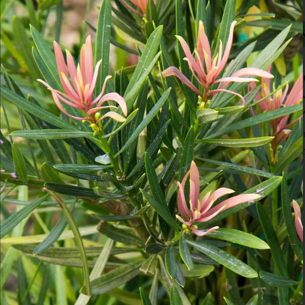 Podocarpus Mood Ring Bush, lush green foliage of GoBuyPlants® bushy tree, vibrant and healthy plant for landscaping or indoor decor