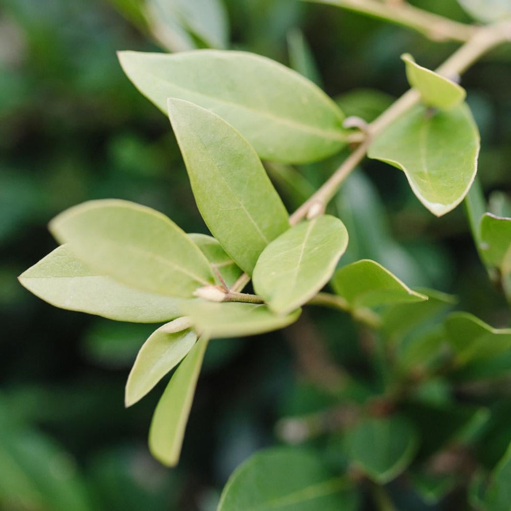 Distylium Vintage Jade bush from GoBuyPlants® with lush green foliage, showcasing its dense, evergreen shrub form.