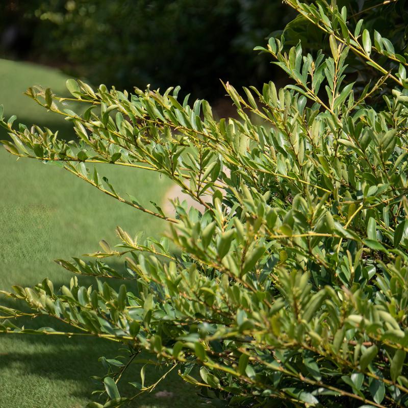 Distylium Swing Low® bush with dense green foliage, showcasing its compact, rounded shape and vibrant leaves.