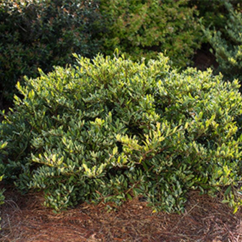 Distylium Swing Low® shrub from GoBuyPlants® showing lush green foliage and compact growth habit.