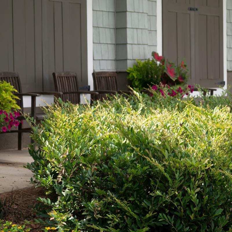 Distylium Swing Low® shrub from GoBuyPlants® showing lush green foliage and compact growth habit.