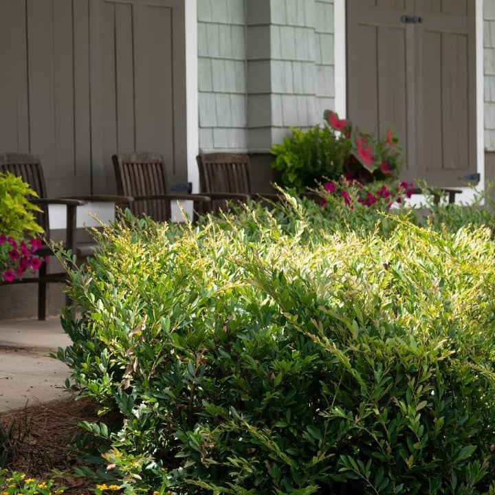 Distylium Swing Low® shrub from GoBuyPlants® showing lush green foliage and compact growth habit.