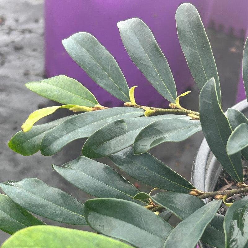 Distylium Swing Low® shrub, green foliage, low-growing bush, healthy plant from GoBuyPlants® for garden landscaping.