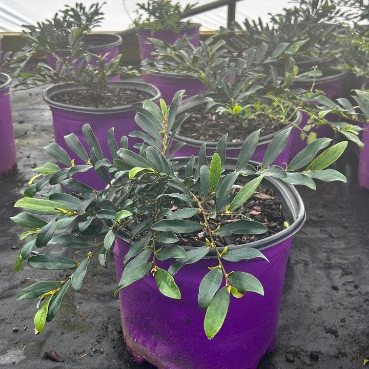 Distylium Swing Low® bush, lush green foliage, growing outdoors in a garden setting, showcasing its dense, shrub-like appearance.