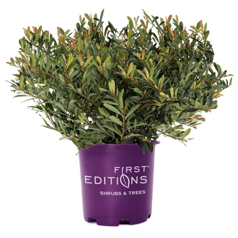 Distylium Cinnamon Girl® bush with lush green foliage, showcasing its dense, compact growth habit.