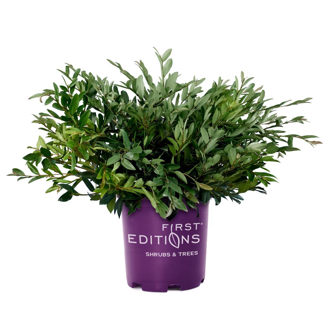 Distylium Vintage Jade shrub from GoBuyPlants® with lush green foliage, showcasing its dense, bushy growth.