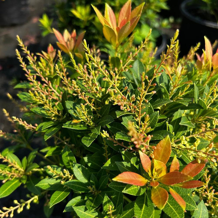 Pieris Cavatine bush from GoBuyPlants® with lush green foliage, ideal for gardens and landscape planting.