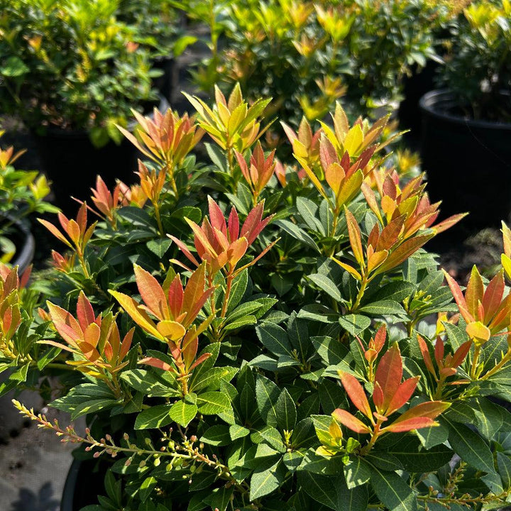 Pieris Cavatine bush from GoBuyPlants® with lush green foliage and delicate white flowers on a healthy shrub.